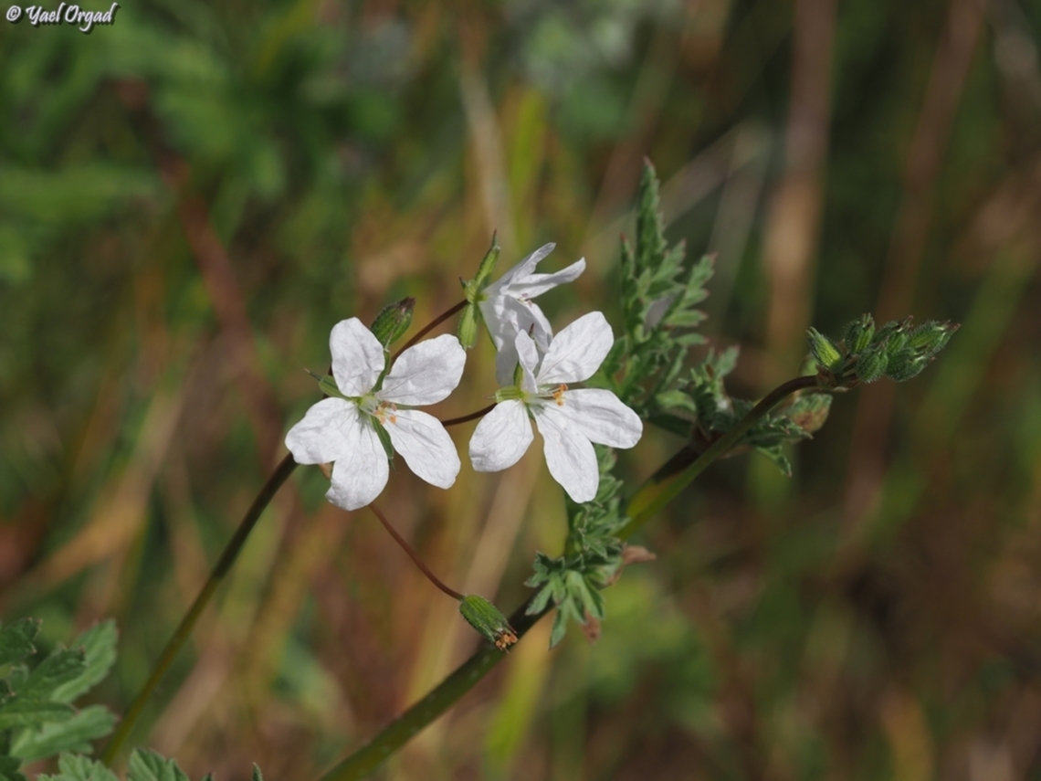 Albino Erodium botrys  Erodium botrys,Geotagged,Israel,Spring