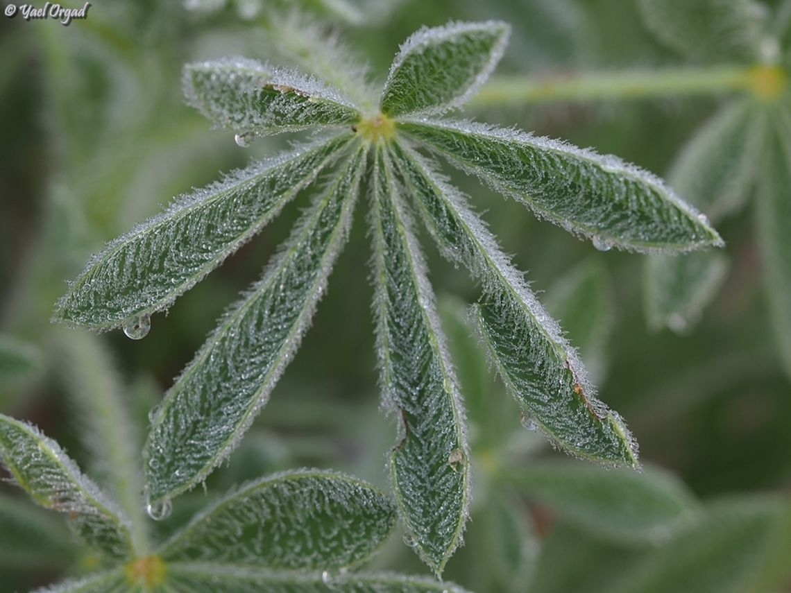 Morning Dew the leaves of Lupinus micranthus are very hairy, and the morning dew forms a very beautiful pattern Geotagged,Israel,Lupinus micranthus,Spring