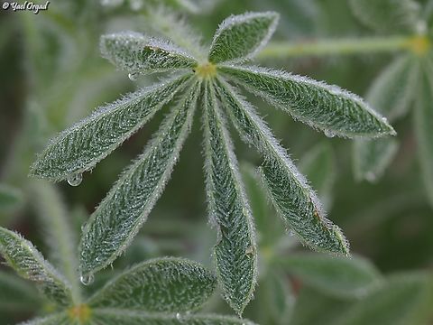 Morning Dew the leaves of Lupinus micranthus are very hairy, and the morning dew forms a very beautiful pattern Geotagged,Israel,Lupinus micranthus,Spring