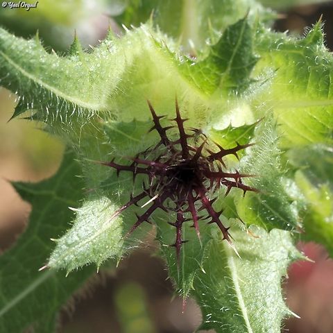 Centaurea benedicta  Cnicus,Cnicus benedictus,Geotagged,Israel,Spring
