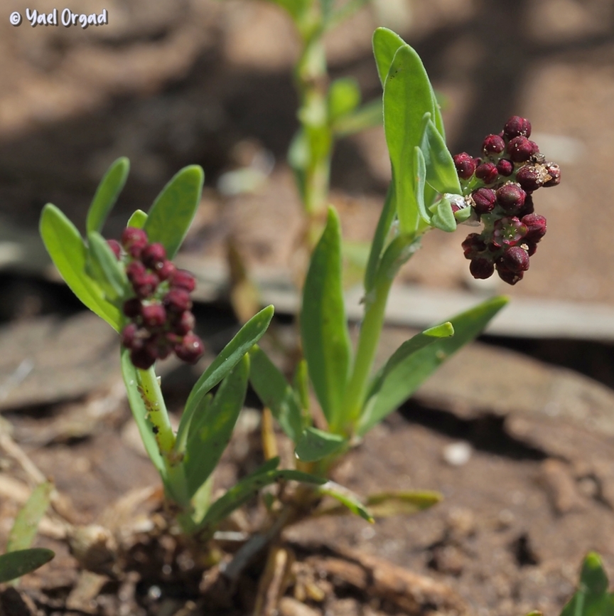 Corrigiola litoralis  Corrigiola litoralis,Geotagged,Israel,Spring