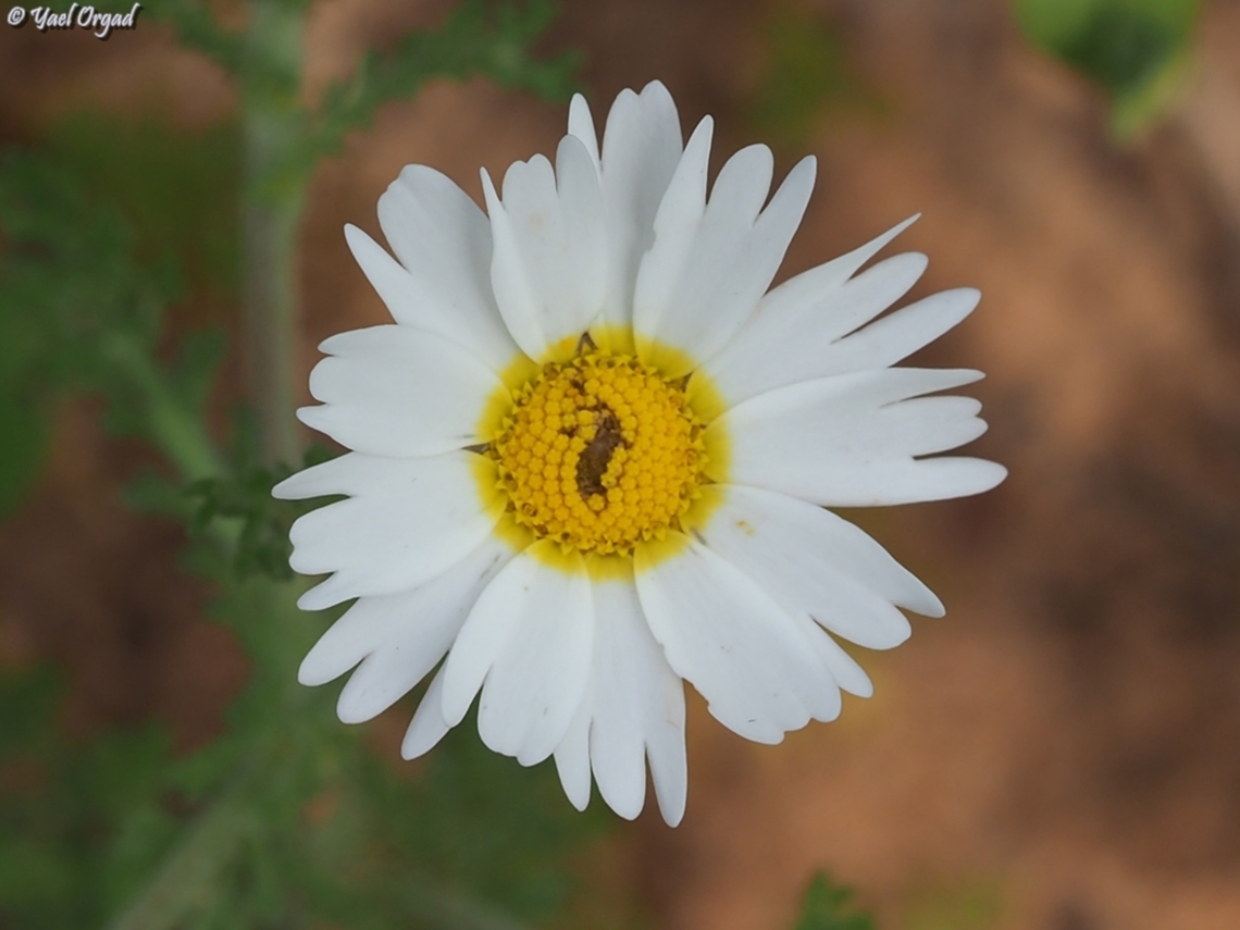 Ormenis mixta  Geotagged,Israel,Ormenis mixta,Spring