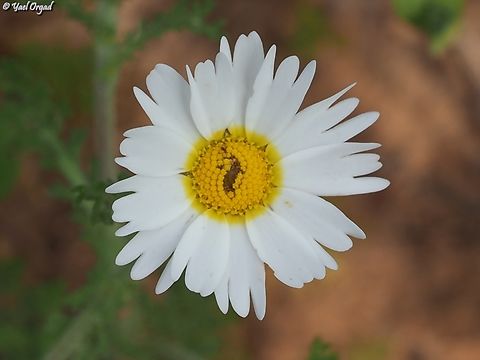 Ormenis mixta  Geotagged,Israel,Ormenis mixta,Spring