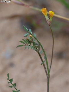 Ornithopus pinnatus  Geotagged,Israel,Ornithopus pinnatus,Spring