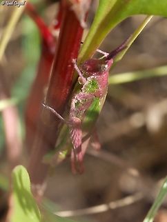 Pyrgomorpha conica  Geotagged,Israel,Pyrgomorpha conica,Spring