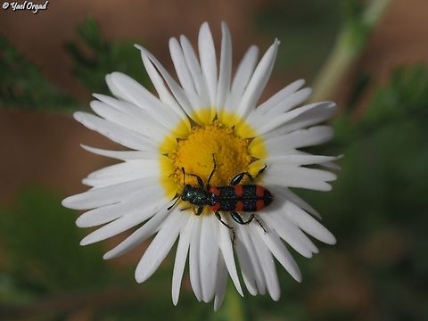Trichodes affinis on Ormenis mixta  Geotagged,Israel,Spring,Trichodes affinis