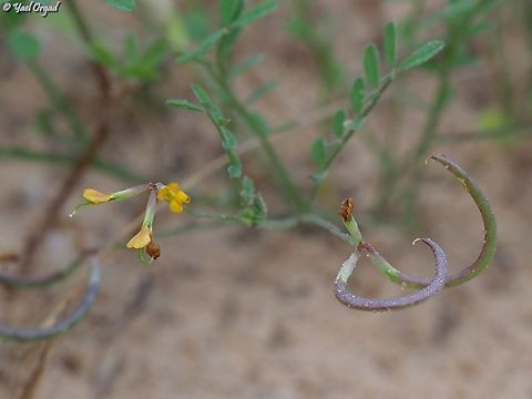 Ornithopus pinnatus  Geotagged,Israel,Ornithopus pinnatus,Spring