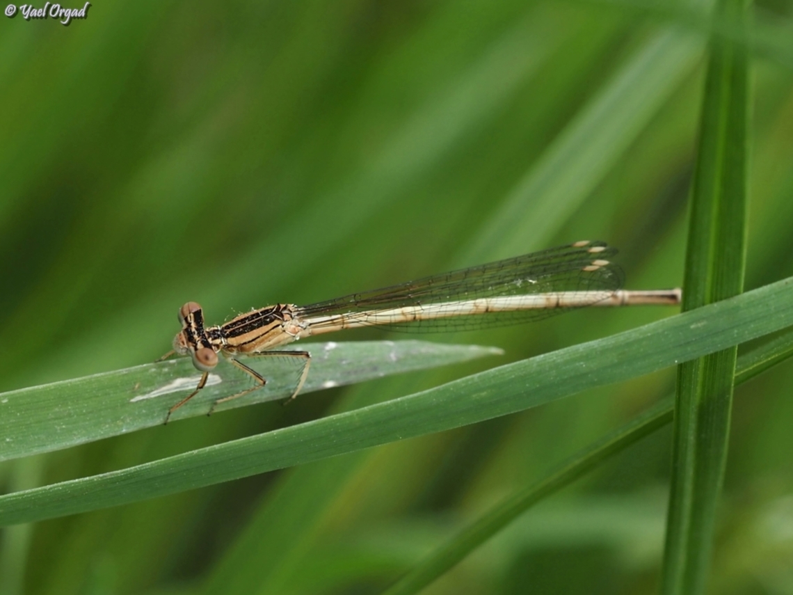 Platycnemis dealbata  Geotagged,Israel,Ivory Featherleg,Platycnemis dealbata,Spring