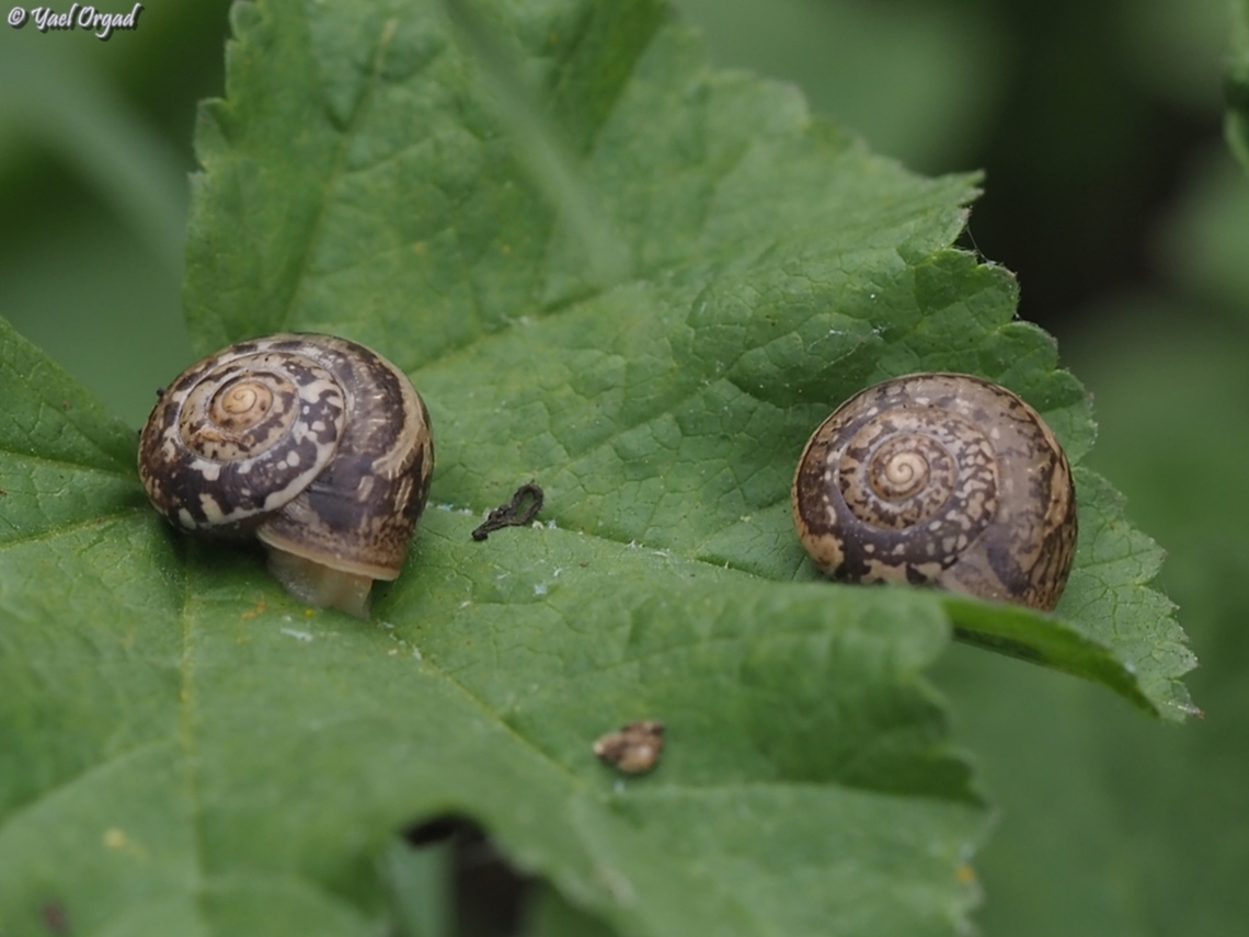 Monacha obstructa  Geotagged,Israel,Monacha obstructa,Spring