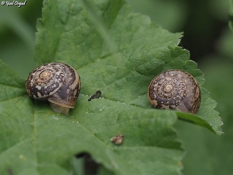 Monacha obstructa  Geotagged,Israel,Monacha obstructa,Spring