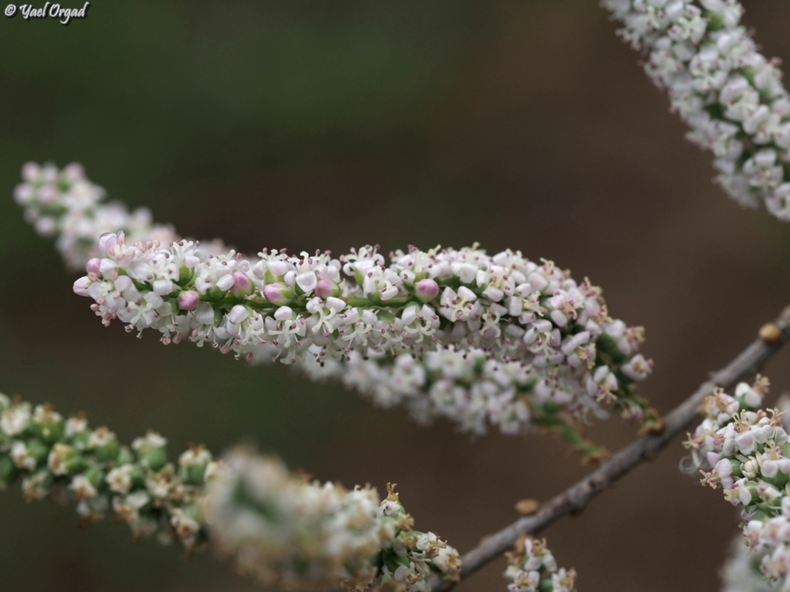 Tamarix tetragyna  Geotagged,Israel,Spring,Tamarix tetragyna