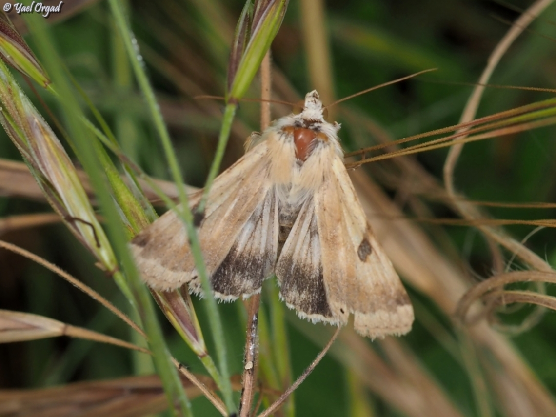 Heliothis peltigera  Bordered straw,Geotagged,Heliothis peltigera,Israel,Spring