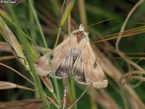 Heliothis peltigera  Bordered straw,Geotagged,Heliothis peltigera,Israel,Spring