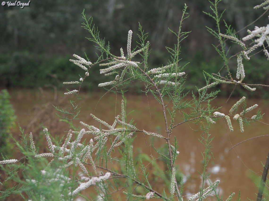 Tamarix tetragyna  Geotagged,Israel,Spring,Tamarix tetragyna