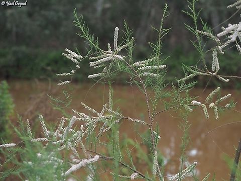 Tamarix tetragyna  Geotagged,Israel,Spring,Tamarix tetragyna