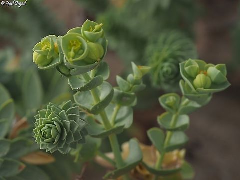 Euphorbia paralias  Euphorbia paralias,Geotagged,Israel,Sea Spurge,Spring