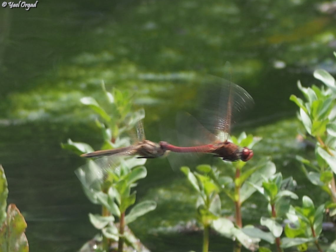 Spring in the air: Crocothemis Erythraea  Crocothemis erythraea,Geotagged,Israel,Scarlet Darter,Spring