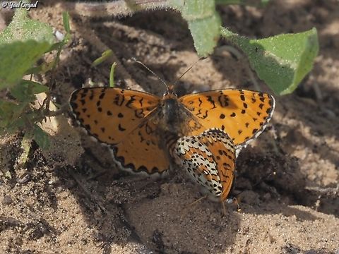 Spring in the air: Melitaea syriaca  Geotagged,Israel,Melitaea syriaca,Spring,Syrian Fritillary