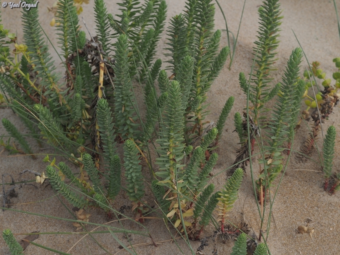 Euphorbia paralias  Euphorbia paralias,Geotagged,Israel,Sea Spurge,Spring