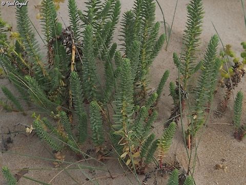 Euphorbia paralias  Euphorbia paralias,Geotagged,Israel,Sea Spurge,Spring