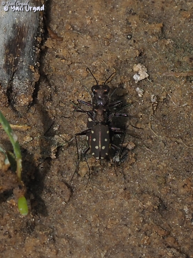Spring in the air: Calomera littoralis  Cicindela (Calomera) littoralis,Geotagged,Israel,Spring