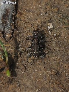 Spring in the air: Calomera littoralis  Cicindela (Calomera) littoralis,Geotagged,Israel,Spring