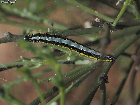 Uresiphita gilvata  Geotagged,Israel,Spring,Uresiphita gilvata,Wandering Sunset