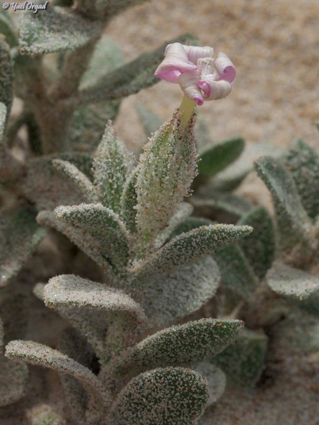 Silene succulenta  Geotagged,Israel,Silene succulenta,Spring,Succulent Catchfly