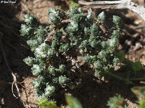 Paronychia palaestina  Geotagged,Israel,Paronychia palaestina,Spring