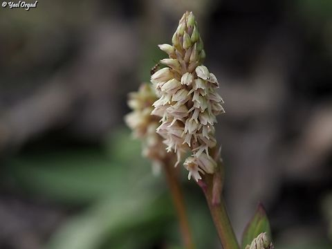Neotinea maculata  Dense-flowered Orchid,Geotagged,Israel,Neotinea maculata,Spring