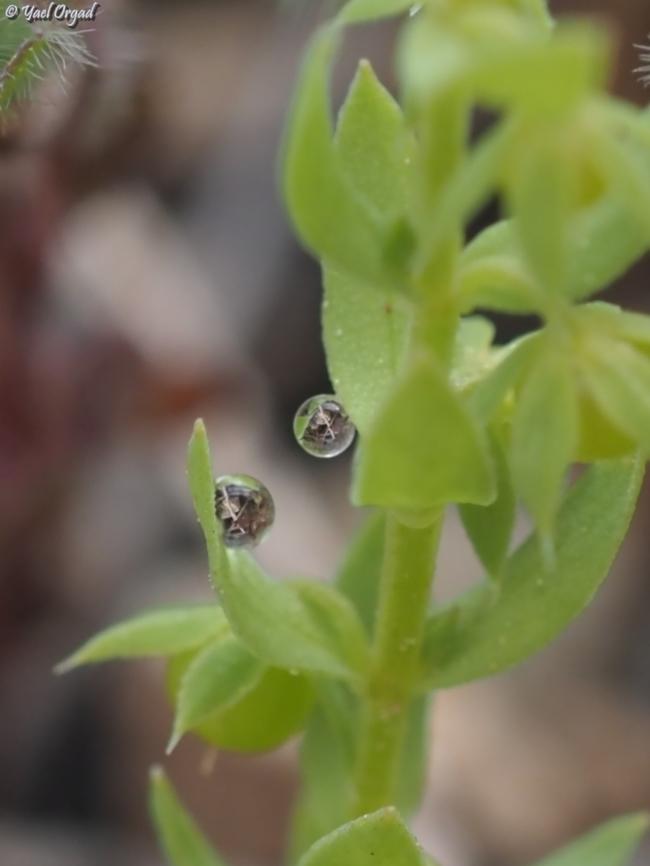 dew drops  Asterolinon linum-stellatum,Geotagged,Israel,Spring