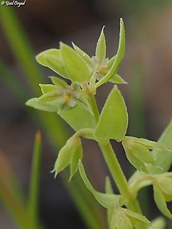 Asterolinon linum-stellatum  Asterolinon linum-stellatum,Geotagged,Israel,Spring