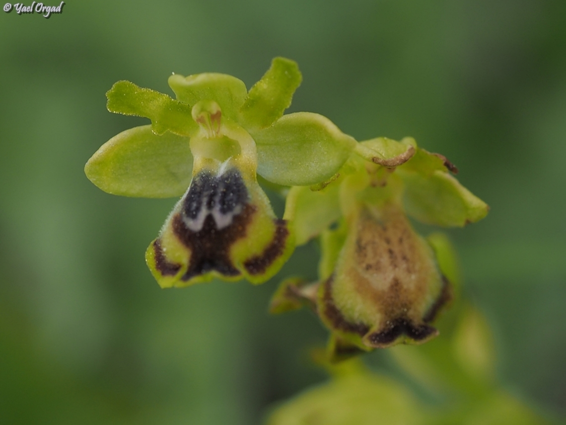 Ophrys lutea ssp. galilaea  Geotagged,Israel,Ophrys lutea,Spring