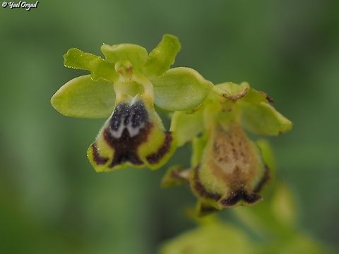 Ophrys lutea ssp. galilaea  Geotagged,Israel,Ophrys lutea,Spring