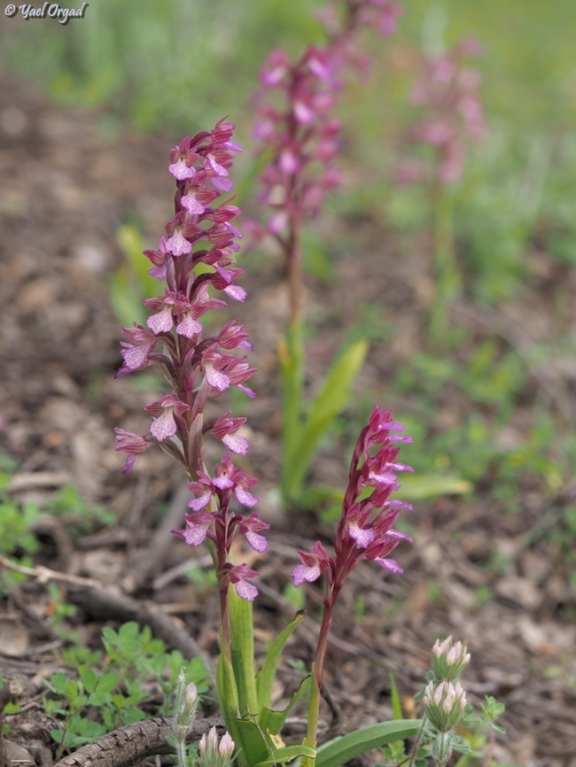 Anacamptis papilionacea ssp. palaestina  Anacamptis papilionacea,Geotagged,Israel,Pink-butterfly Orchid,Spring