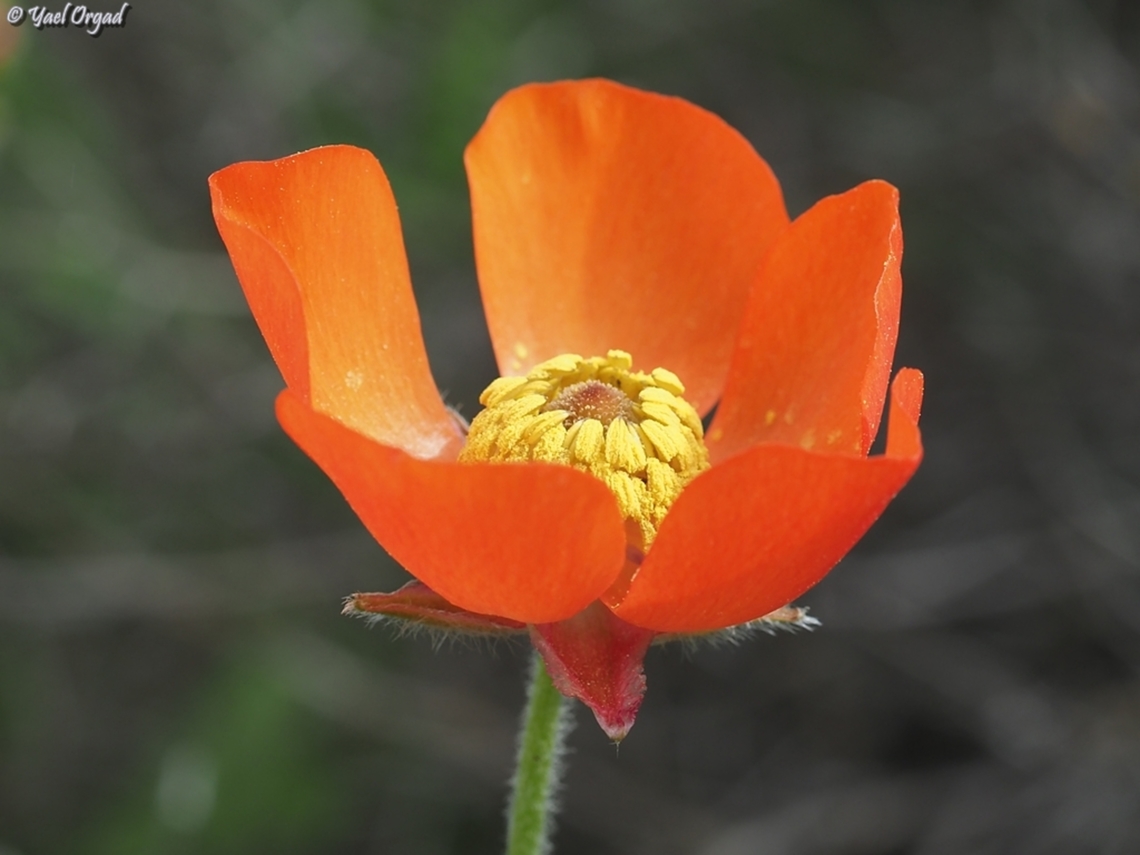 Ranunculus asiaticus - Orange Variant  Geotagged,Israel,Persian buttercup,Ranunculus asiaticus,Spring