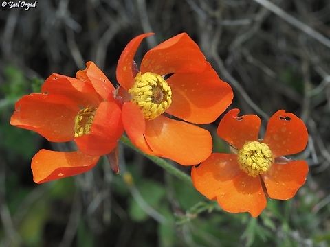 Ranunculus asiaticus - Orange variant  Geotagged,Israel,Persian buttercup,Ranunculus asiaticus,Spring