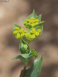 Bupleurum lancifolium  Bupleurum lancifolium,Geotagged,Israel,Lanceleaf Thorow-wax,Spring