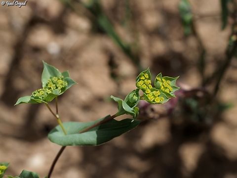 Bupleurum lancifolium  Bupleurum lancifolium,Geotagged,Israel,Lanceleaf Thorow-wax,Spring