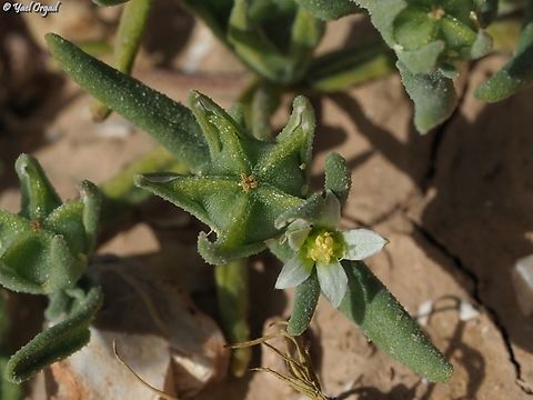 Aizoon hispanicum  Aizoanthemum hispanicum,Geotagged,Israel,Spring