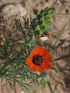 Adonis aestivalis  Adonis aestivalis,Geotagged,Israel,Spring