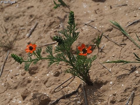 Adonis aestivalis  Adonis aestivalis,Geotagged,Israel,Spring