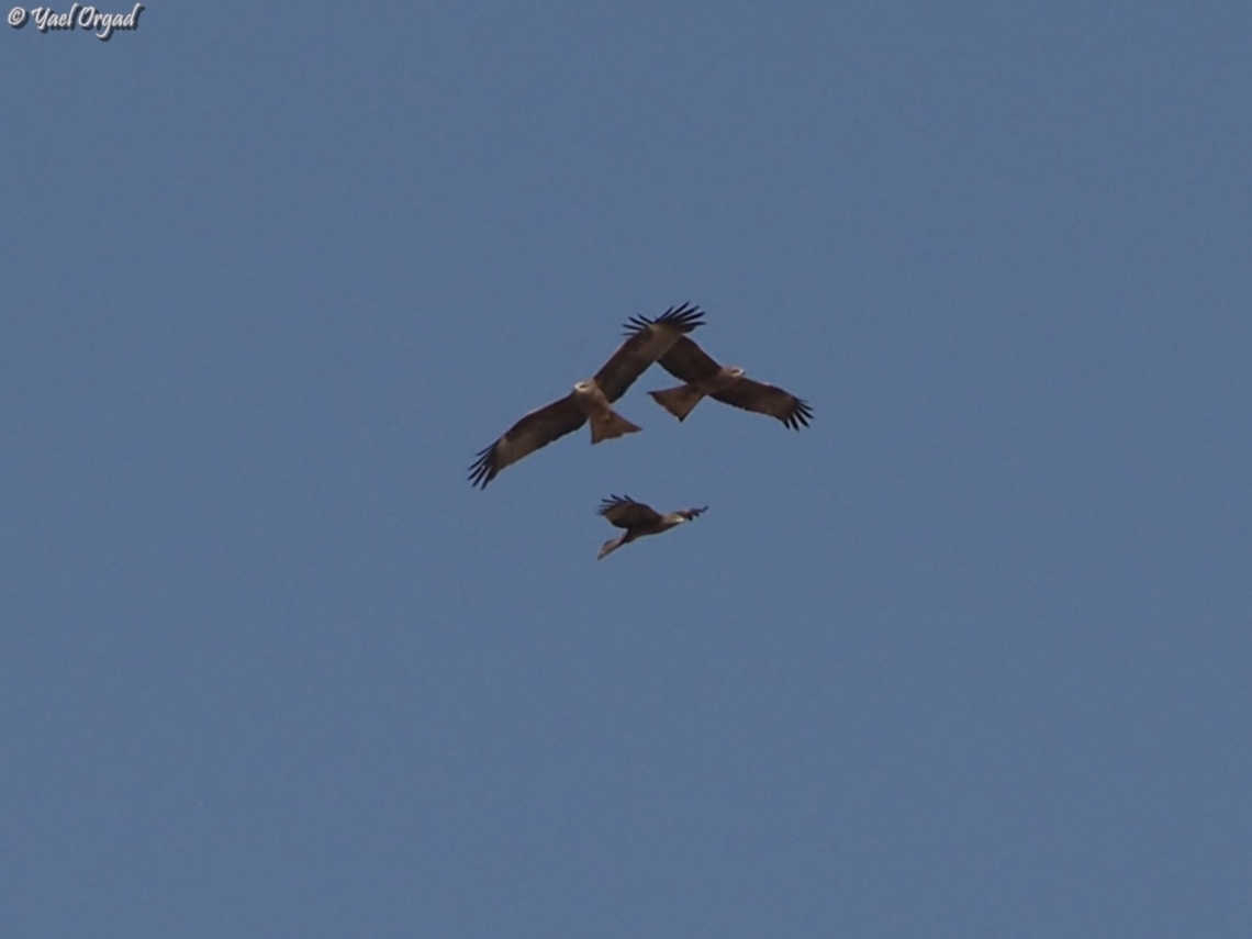 Milvus migrans  Black kite,Geotagged,Israel,Milvus migrans,Spring