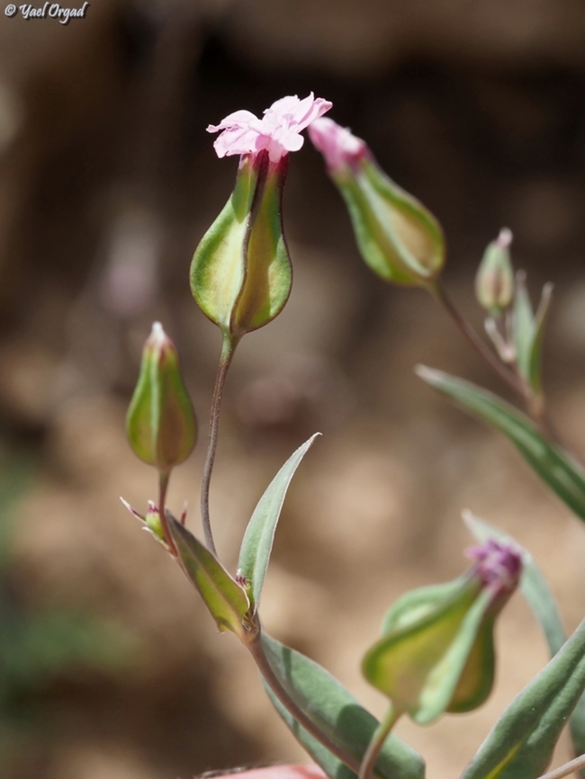 Gypsophila vaccaria previously: Vaccaria hispanica Geotagged,Gypsophila vaccaria,Israel,Spring