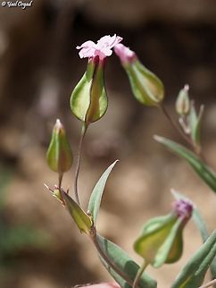 Gypsophila vaccaria previously: Vaccaria hispanica Geotagged,Gypsophila vaccaria,Israel,Spring