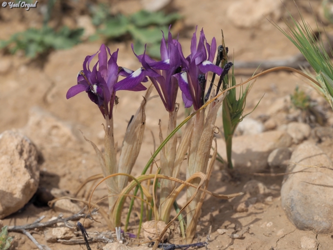 Moraea sisyrinchium  Barbary-Nut,Geotagged,Israel,Moraea sisyrinchium,Spring