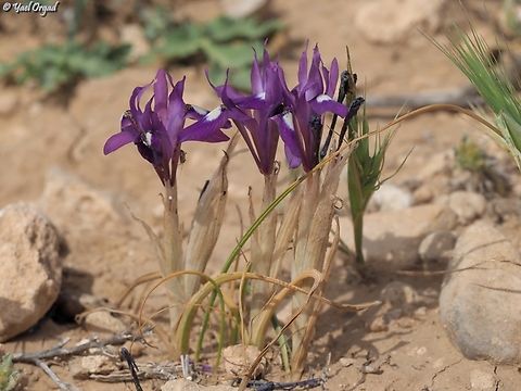 Moraea sisyrinchium  Barbary-Nut,Geotagged,Israel,Moraea sisyrinchium,Spring