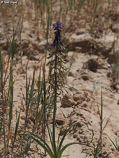 Leopoldia longipes  Geotagged,Israel,Leopoldia longipes,Spring