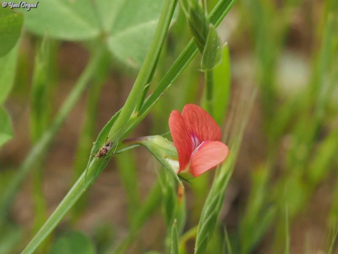 Lathyrus sphaericus  Geotagged,Grass pea,Israel,Lathyrus sphaericus,Spring