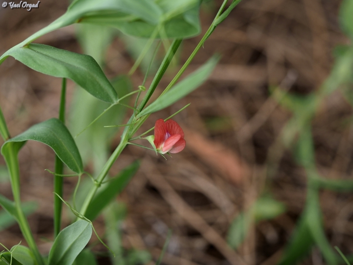 Lathyrus sphaericus  Geotagged,Grass pea,Israel,Lathyrus sphaericus,Spring